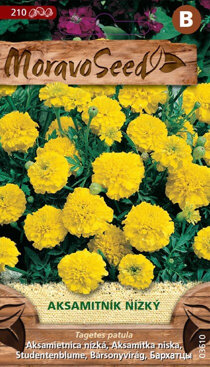 Aksamietnica rozložitá MS nízka plnokvetá žltá 1g/ 210s.
