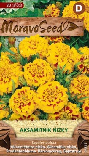 Aksamietnica rozložitá MS nízka plnokvetá žlto oranžová 0,1g/ 25s.