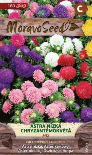 Astra Chryzantémokv. MS nízka zmes 0,6g/ 180s.