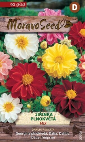 Georgína premenlivá MS nízka zmes (Dahlia pinnata) 0,9g/ 90s.
