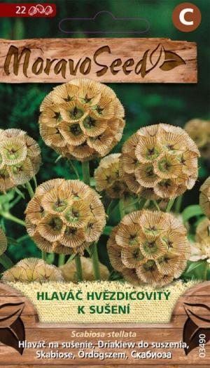 Hlaváč hviezdicovitý MS (Scabiosa stellata) na sušenie 1g/22s.