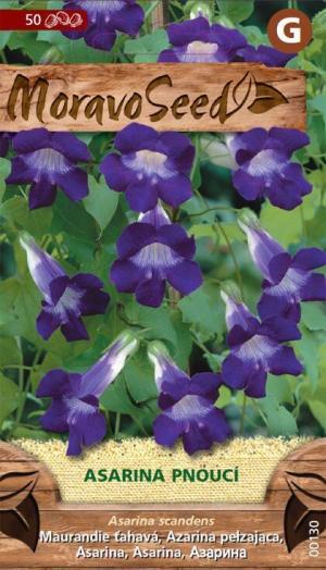 Maurandya ťahavá MS (Asarina) fialová 25s.