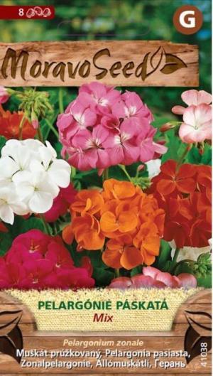 Muškát zonále MS prúžkovaný zmes 8s.