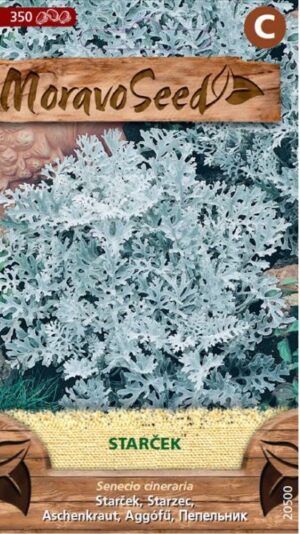 Starček prímor. MS (Senecio bicolor) 0,2g/ 350s.