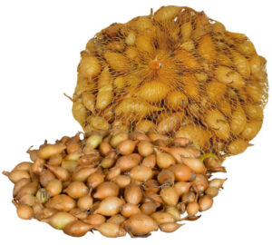 Cibuľka sadzačka Herkules F1 250g 8-15mm žltá guľatá v sieťke