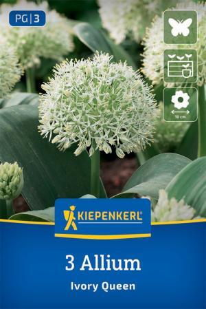 Okras.cesnak Ivory Queen bal.3ks biely (allium) 20cm Basis