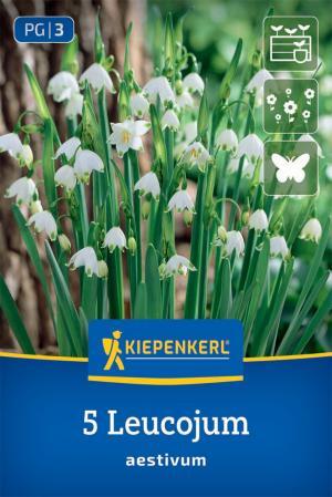 Bledula Leucojum aestivum bal.5ks 10/12 biela Špeciality