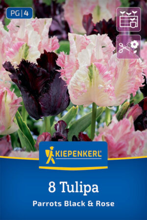 Kvitn.partneri Parrots Black and White: tulipány bal.8ks 10/11 ,40-55cm
