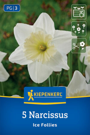 Narcis Ice Follies biele bal.5ks KK 12/14