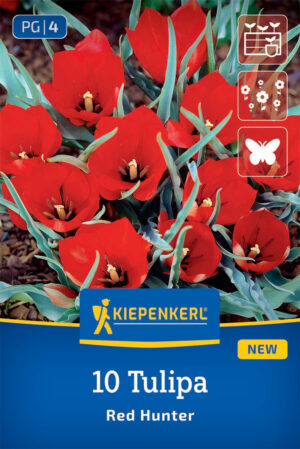 Tulipán botanický Fusilier bal.10ks 6/8