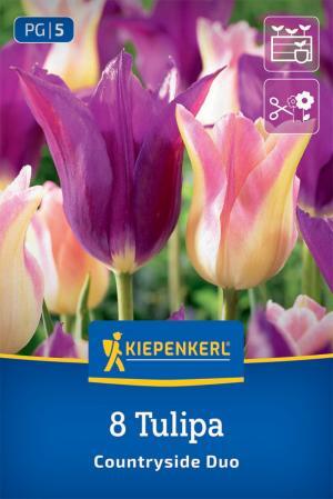 Kvitn.partneri Pôvab dediny Tulipány Elegant Lady + Purpple Dream 8ks 11/12