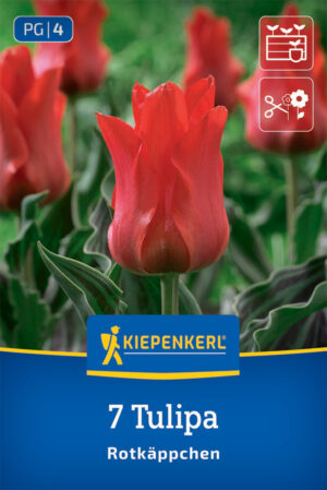 Tulipány Rotkäpchen 7ks bal. 11/12 Greigii červený 30cm