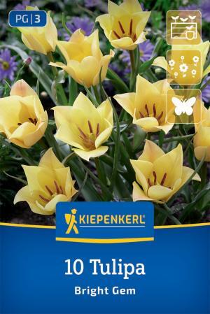 Tulipán Bright Gem bal.10ks 6/+ botanický žltý 15cm