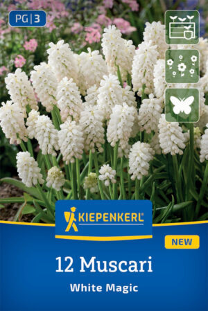 Muscari White Magic 12ks 6/7