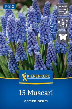 Modrica (muscari armeniacum) bal.15ks 8/9 kobalt.modré 18cm Špeciality