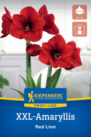 Amaryllis Red Lion bal.1ks 35/+XXL Young Generation