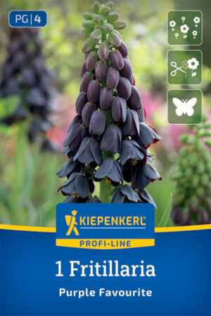 Korunovka - Fritillaria Purple Favourite bal.1ks 20/24