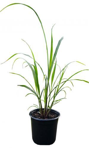 Citrónová tráva - živá rastlina pr.14cm, výška 30-40cm