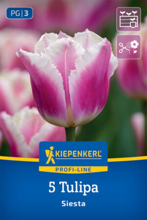 Tulipán Siesta strapatý bal.5ks 11/12 Profi line